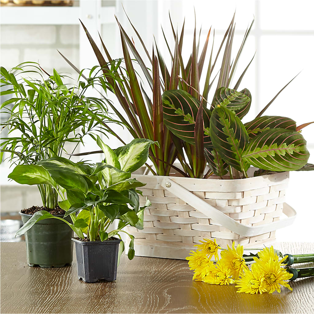 Florist Designed Blooming and Green Plants in a Basket – Classic Floral, West Fargo ND