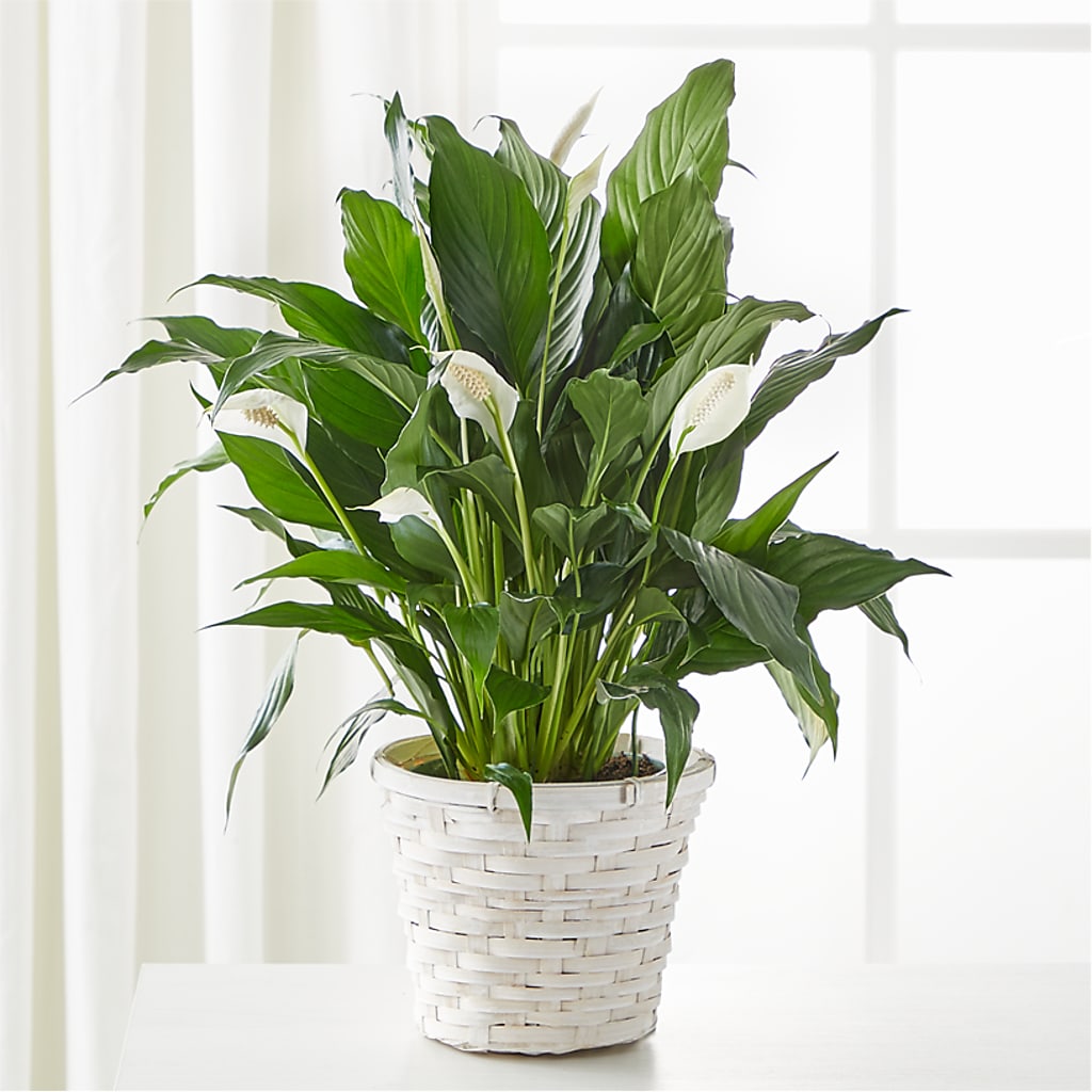 A New Leaf Peace Lily – Classic Floral, West Fargo ND