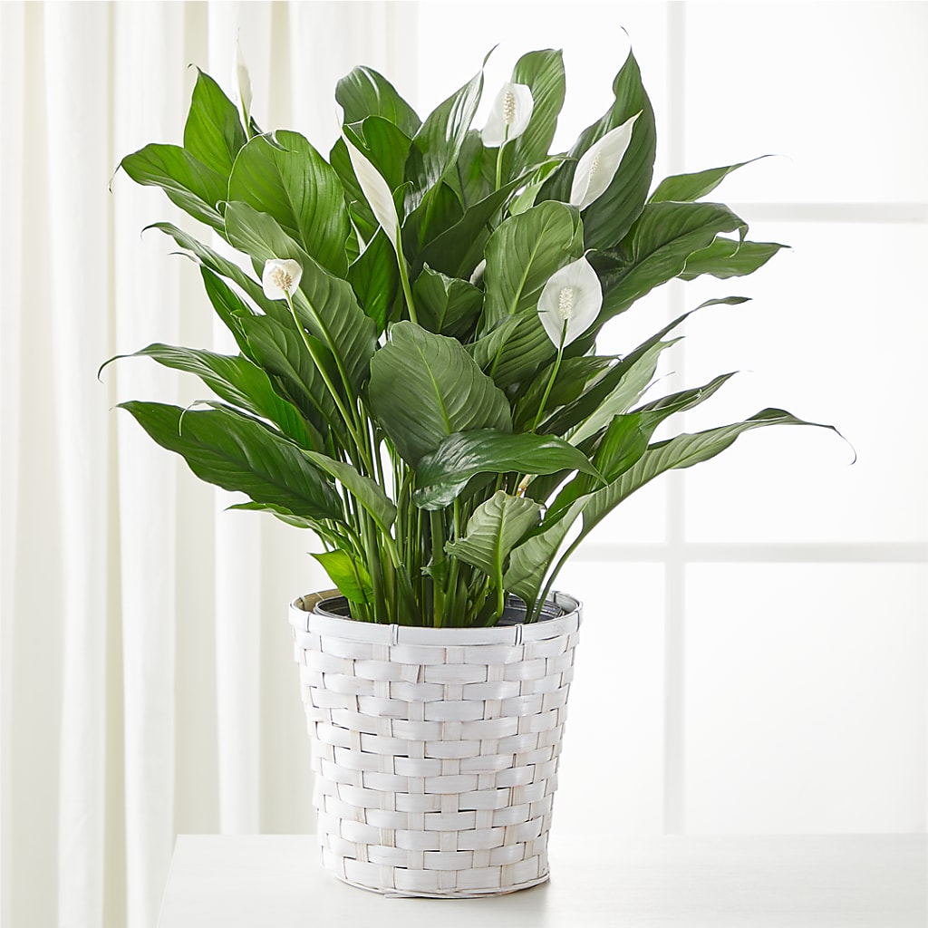 peace lily homebase A New Leaf Peace Lily – white flower arrangement | West Fargo, ND
