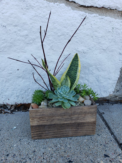 Succulent Garden –  Classic Floral, West Fargo ND